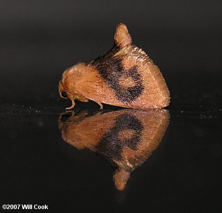 Tortricidia flexuosa - Abbreviated Button Slug Moth