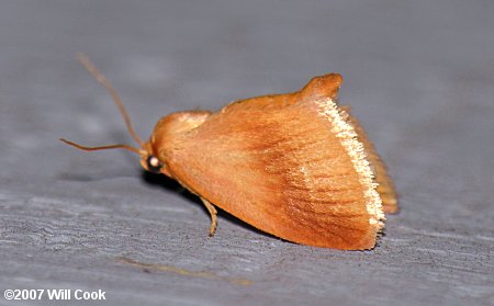 Tortricidia testacea - Early Button Slug Moth