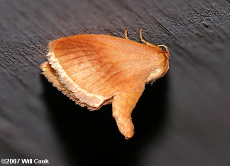 Tortricidia testacea - Early Button Slug Moth