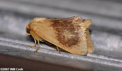 Tortricidia flexuosa - Abbreviated Button Slug Moth