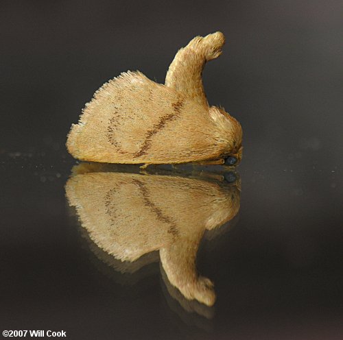 Tortricidia flexuosa - Abbreviated Button Slug Moth