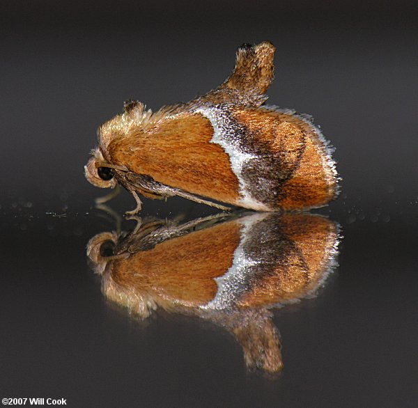 Lithacodes fasciola - Yellow-shouldered Slug Moth