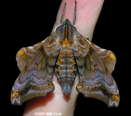 Small-eyed Sphinx (Paonias myops)