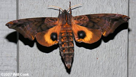 Small-eyed Sphinx (Paonias myops)