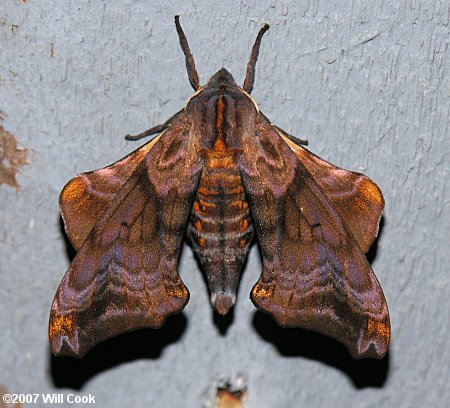 Small-eyed Sphinx (Paonias myops)