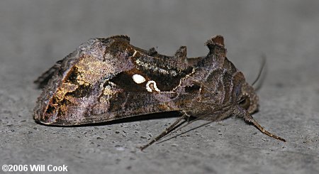 Chrysodeixis includens - Soybean Looper