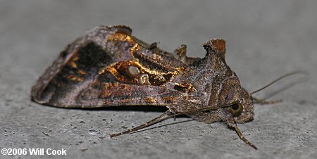 Chrysodeixis includens - Soybean Looper