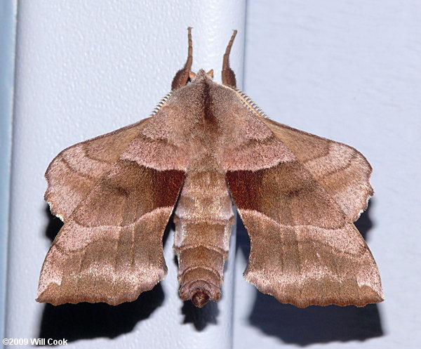 Walnut Sphinx (Amorpha juglandis)