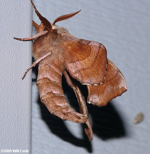 Walnut Sphinx (Amorpha juglandis)