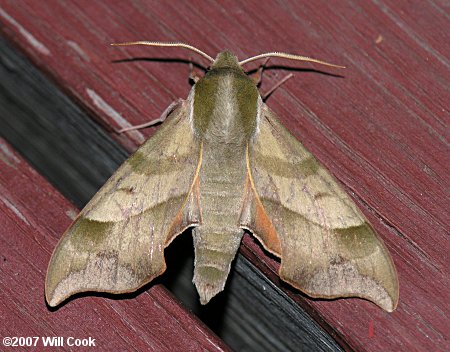 Darapsa myron - Virginia Creeper Sphinx