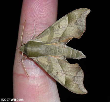 Darapsa myron - Virginia Creeper Sphinx