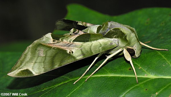 Pandorus Sphinx (Eumorpha pandorus)