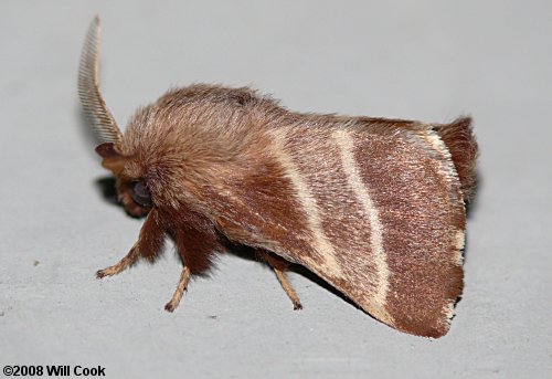 Eastern Tent Caterpillar (Malacosoma americanum)