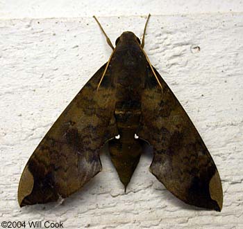 Pachylia ficus (Fig Sphinx)