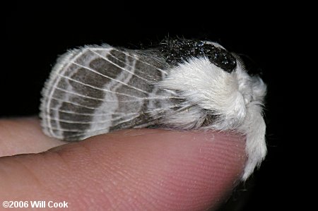 Large Tolype (Tolype velleda)