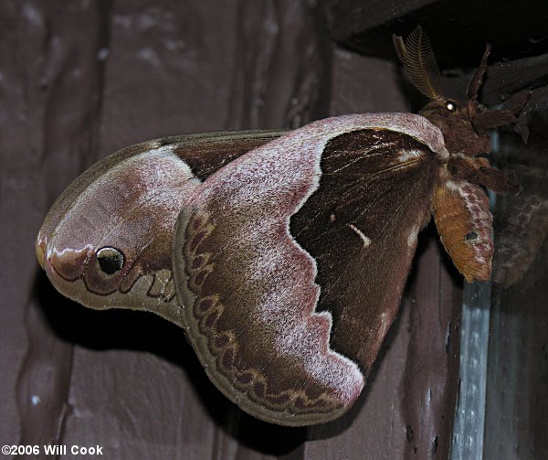 Tulip-tree Silkmoth (Callosamia angulifera)