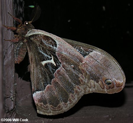 Tulip-tree Silkmoth (Callosamia angulifera)