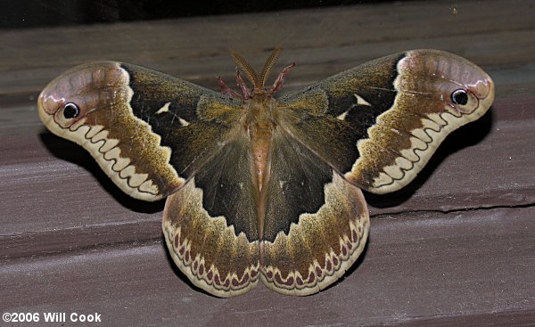 Tulip-tree Silkmoth (Callosamia angulifera)