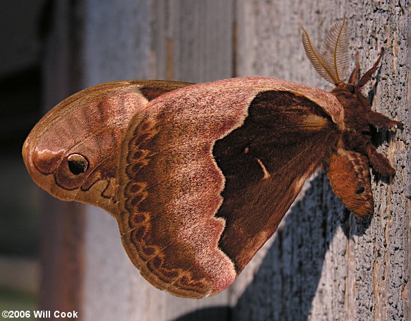 Tulip-tree Silkmoth (Callosamia angulifera)