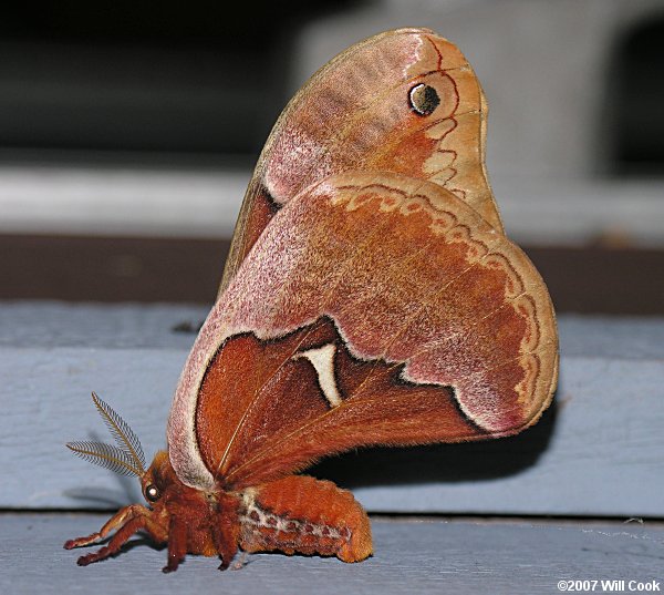 Tulip-tree Silkmoth (Callosamia angulifera)