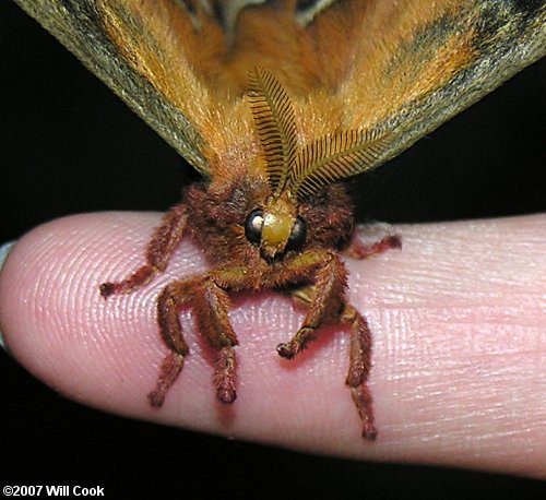 Tulip-tree Silkmoth (Callosamia angulifera)