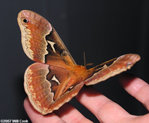 Tulip-tree Silkmoth (Callosamia angulifera)