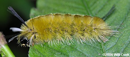 Banded Tussock Moth (Halysidota tessellaris)