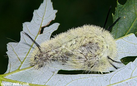 Banded Tussock Moth (Halysidota tessellaris)