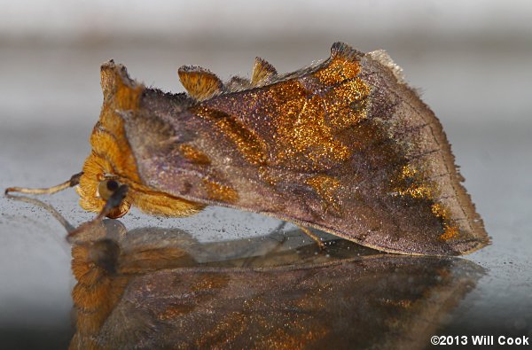 Allagrapha aerea - Unspotted Looper Moth