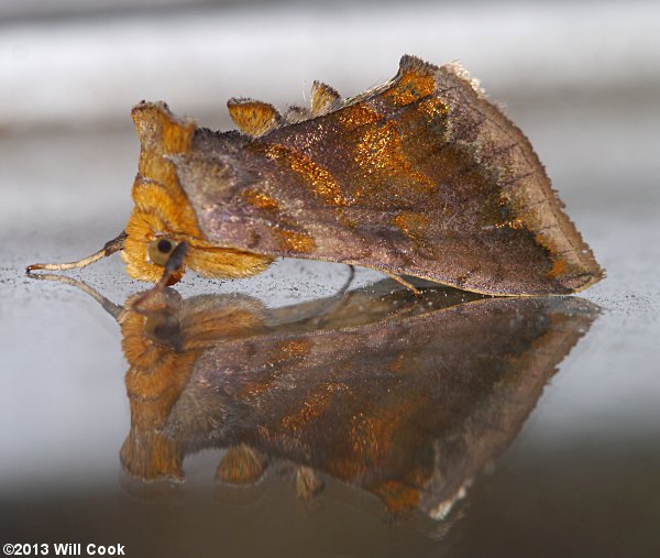 Allagrapha aerea - Unspotted Looper Moth