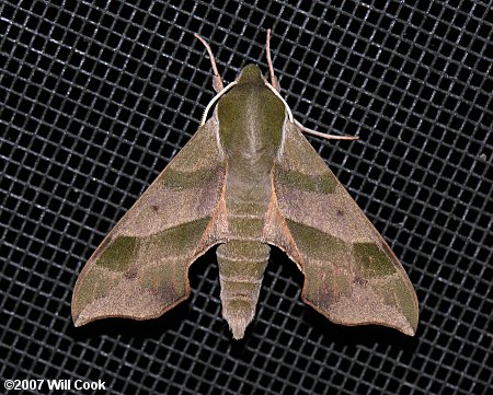 Darapsa myron - Virginia Creeper Sphinx