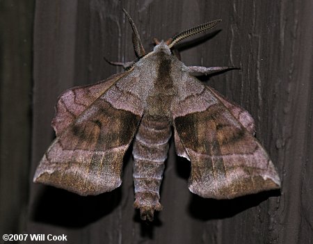 Walnut Sphinx (Amorpha juglandis)