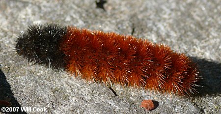 Pyrrharctia isabella - Woolly Bear