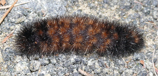 Pyrrharctia isabella - Woolly Bear