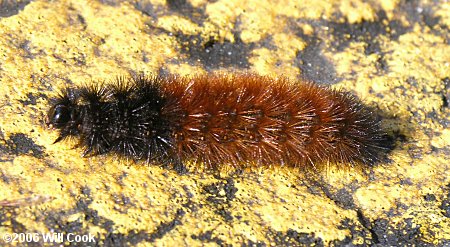 Pyrrharctia isabella - Woolly Bear