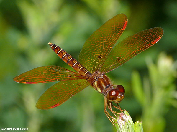 Eastern Amberwing (Perithemis tenera)