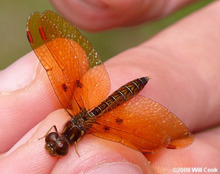 Eastern Amberwing (Perithemis tenera)