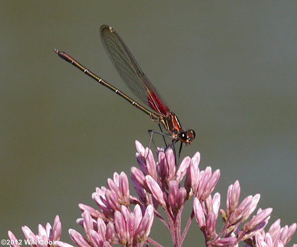 American Rubyspot (Hetaerina americana)