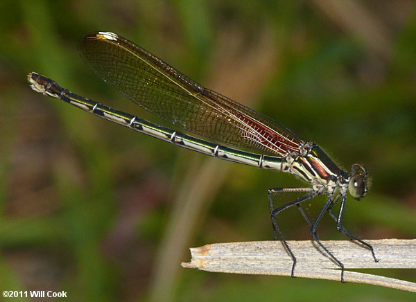 American Rubyspot (Hetaerina americana)