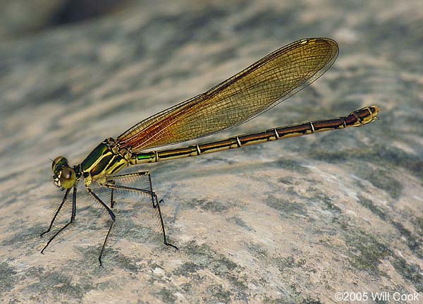 American Rubyspot (Hetaerina americana)