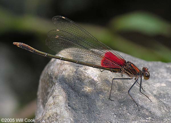 American Rubyspot (Hetaerina americana)