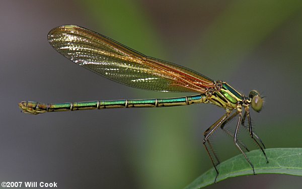 American Rubyspot (Hetaerina americana)