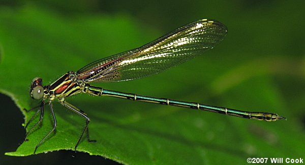 American Rubyspot (Hetaerina americana)