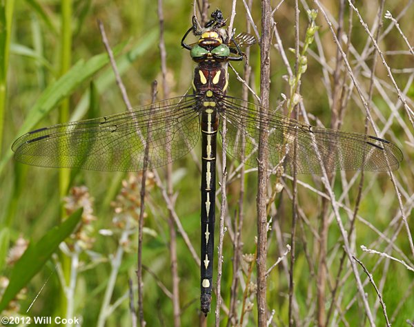 Arrowhead Spiketail (Cordulegaster obliqua)