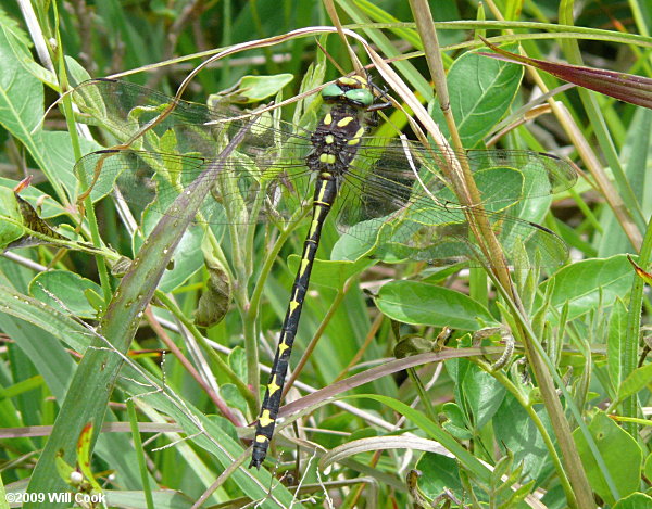 Arrowhead Spiketail (Cordulegaster obliqua)