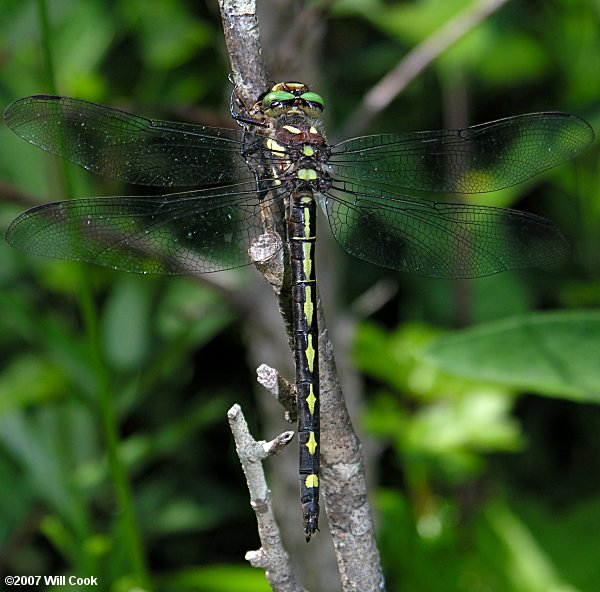 Arrowhead Spiketail (Cordulegaster obliqua)