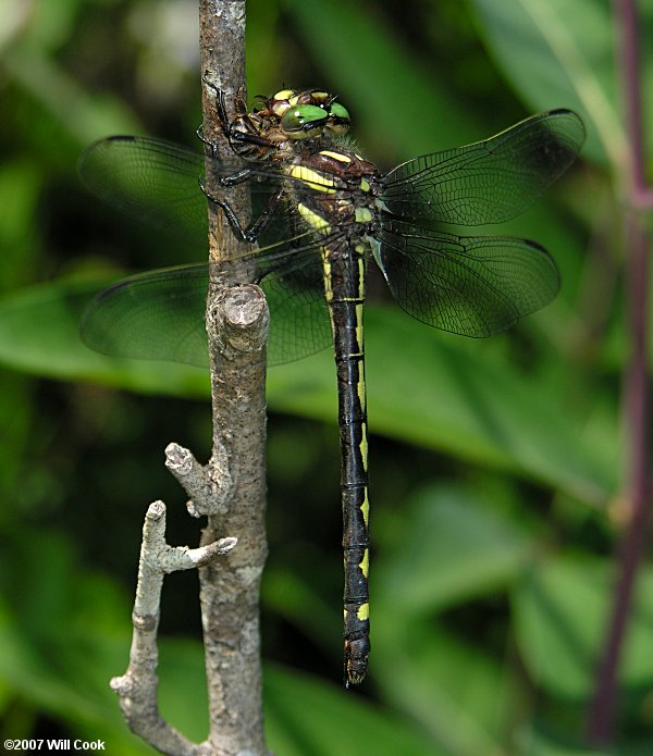 Arrowhead Spiketail (Cordulegaster obliqua)