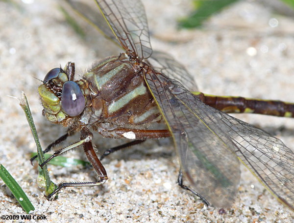 Ashy Clubtail (Gomphus lividus)