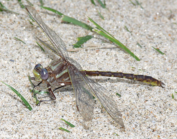 Ashy Clubtail (Gomphus lividus)