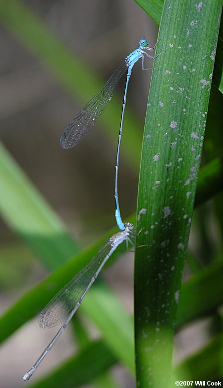 Attenuated Bluet (Enallagma daeckii)